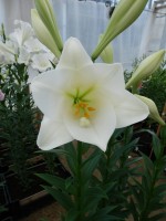 [4118 White Sae DJ No02.JPG]